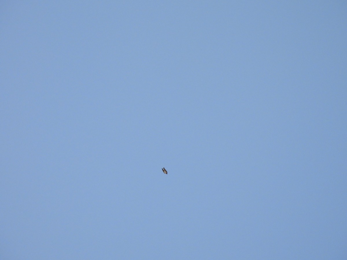 Cave Swallow - ML631892304