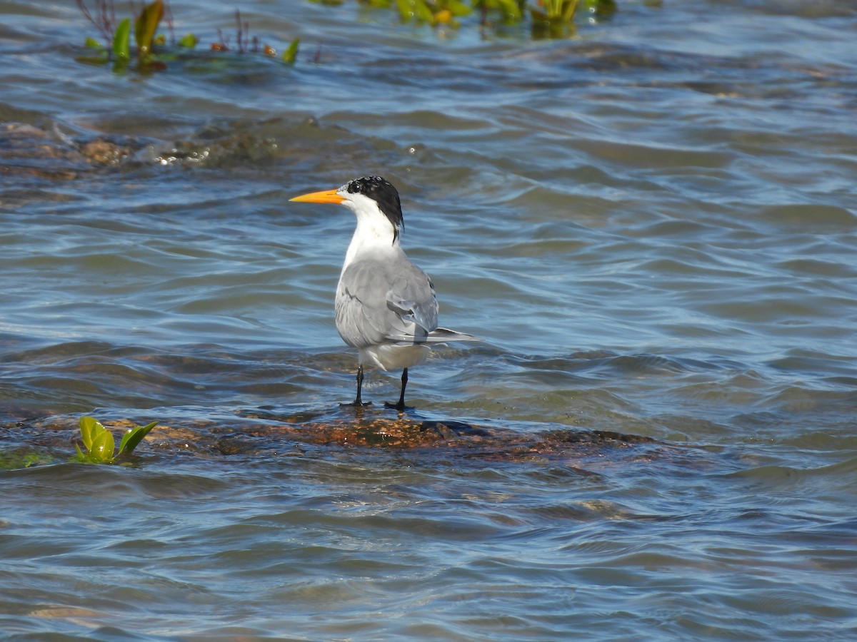 Lesser Crested Tern - ML631892329