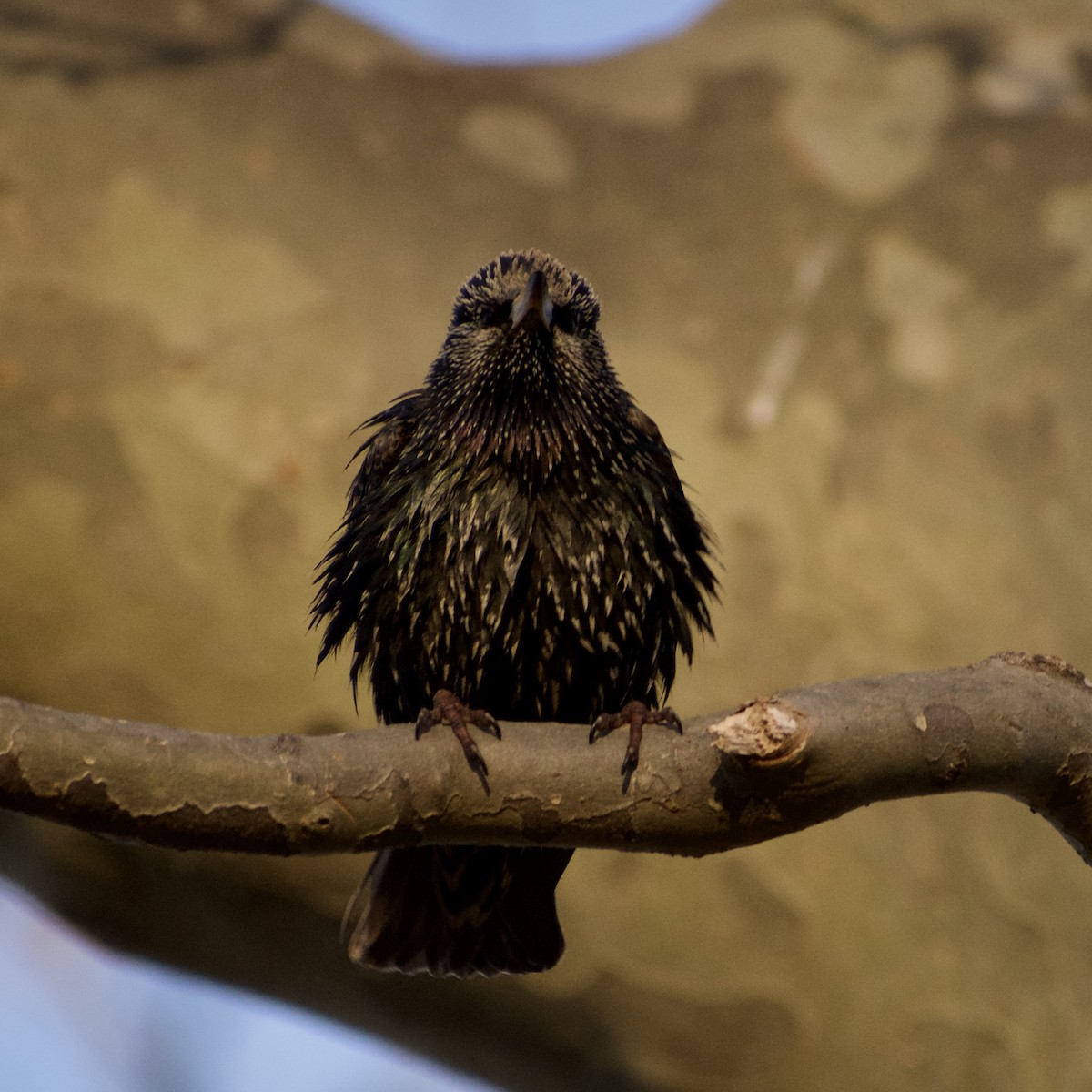 European Starling - ML631892573