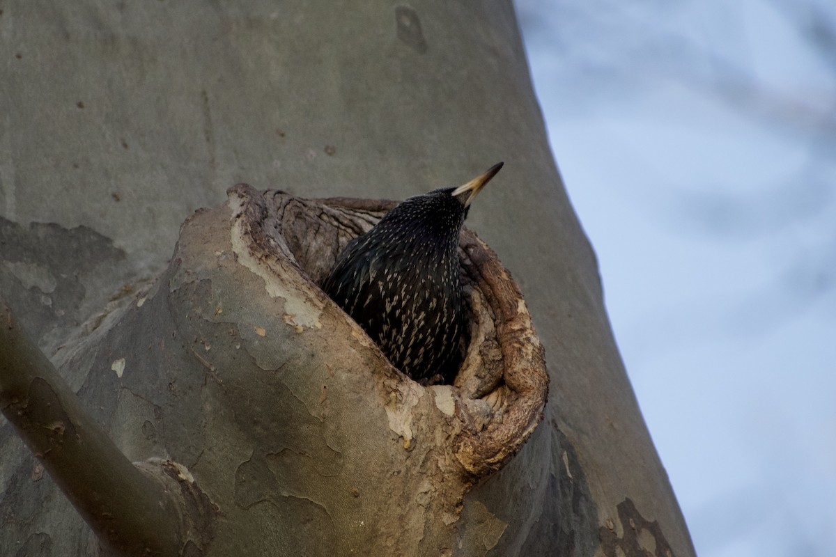 European Starling - ML631892580