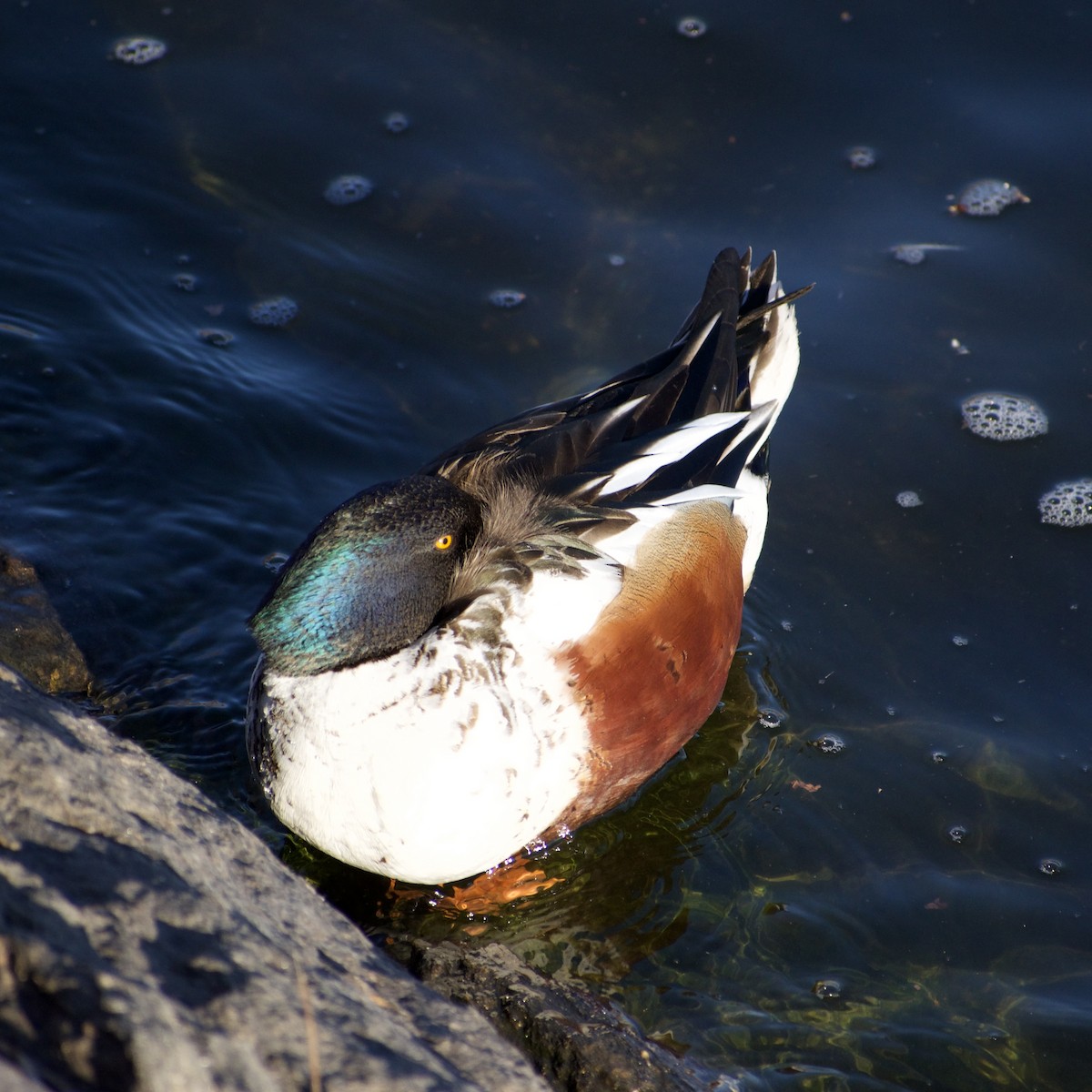 Northern Shoveler - ML631892732