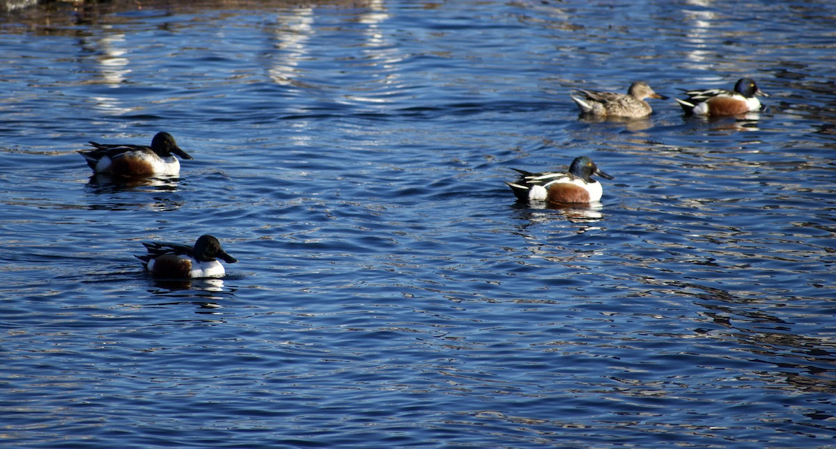 Northern Shoveler - ML631892734