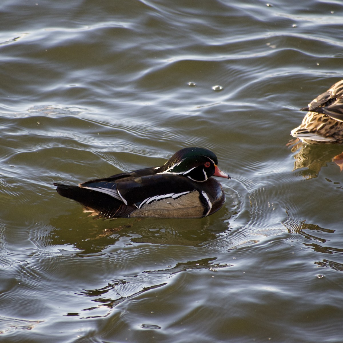 Wood Duck - ML631892744
