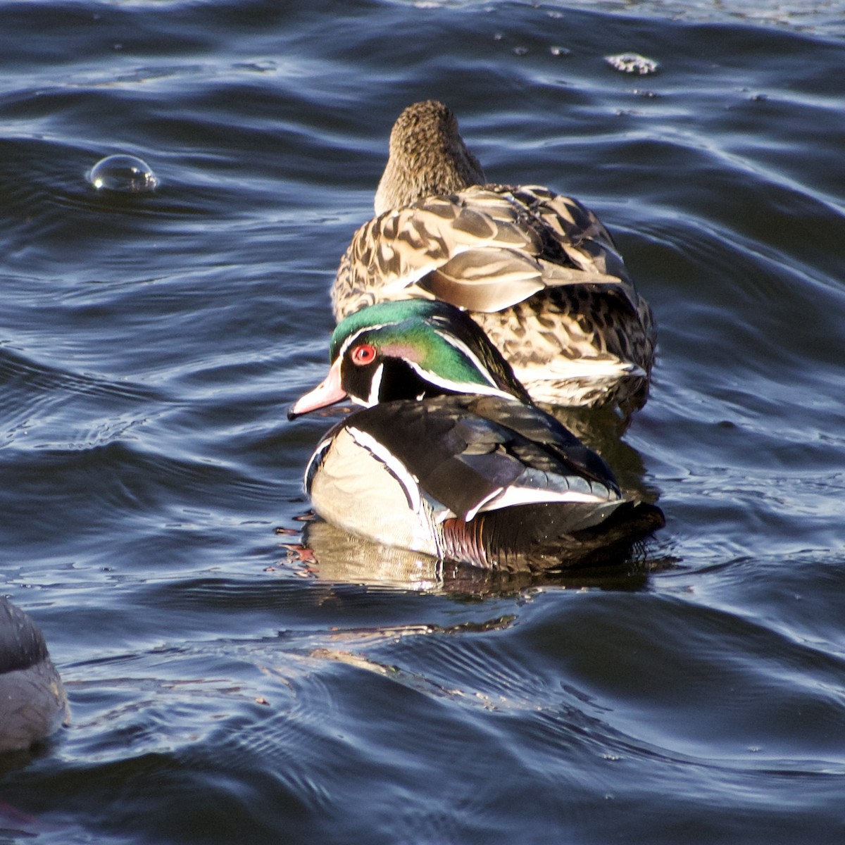 Wood Duck - ML631892750