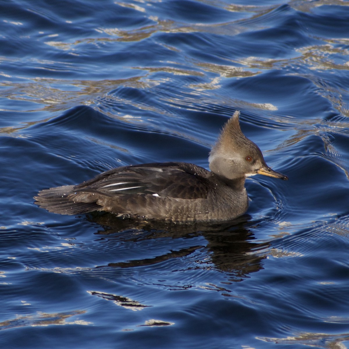 Hooded Merganser - ML631892756