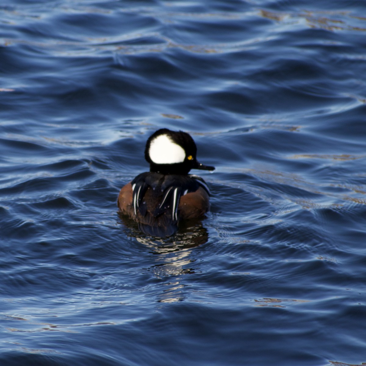 Hooded Merganser - ML631892761