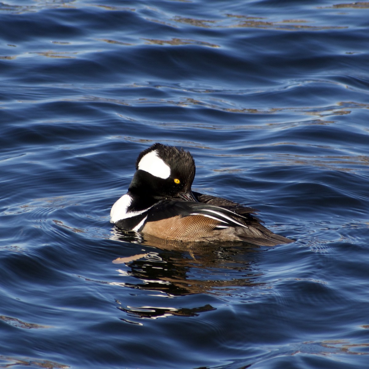 Hooded Merganser - ML631892764