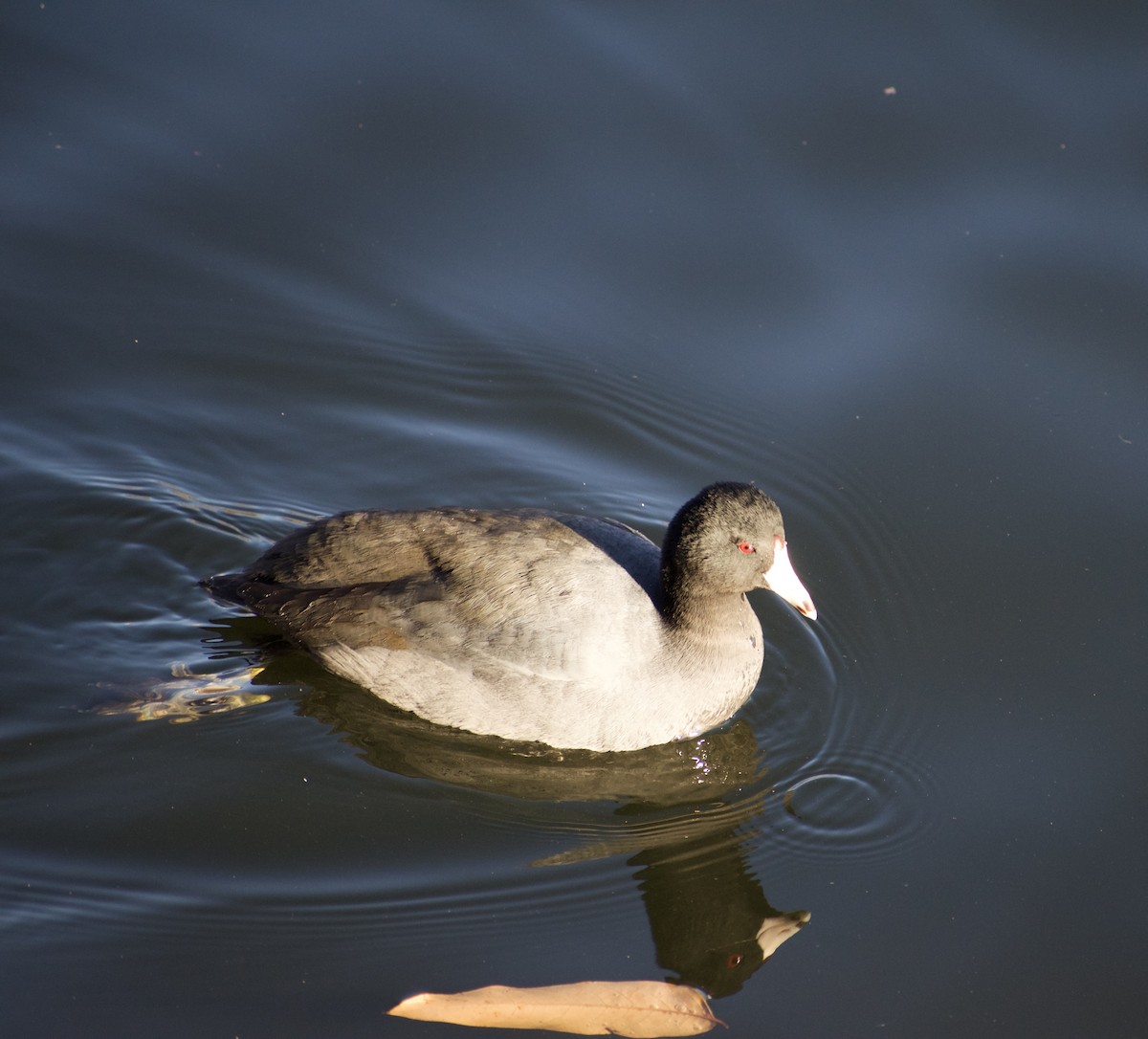 American Coot - ML631892768