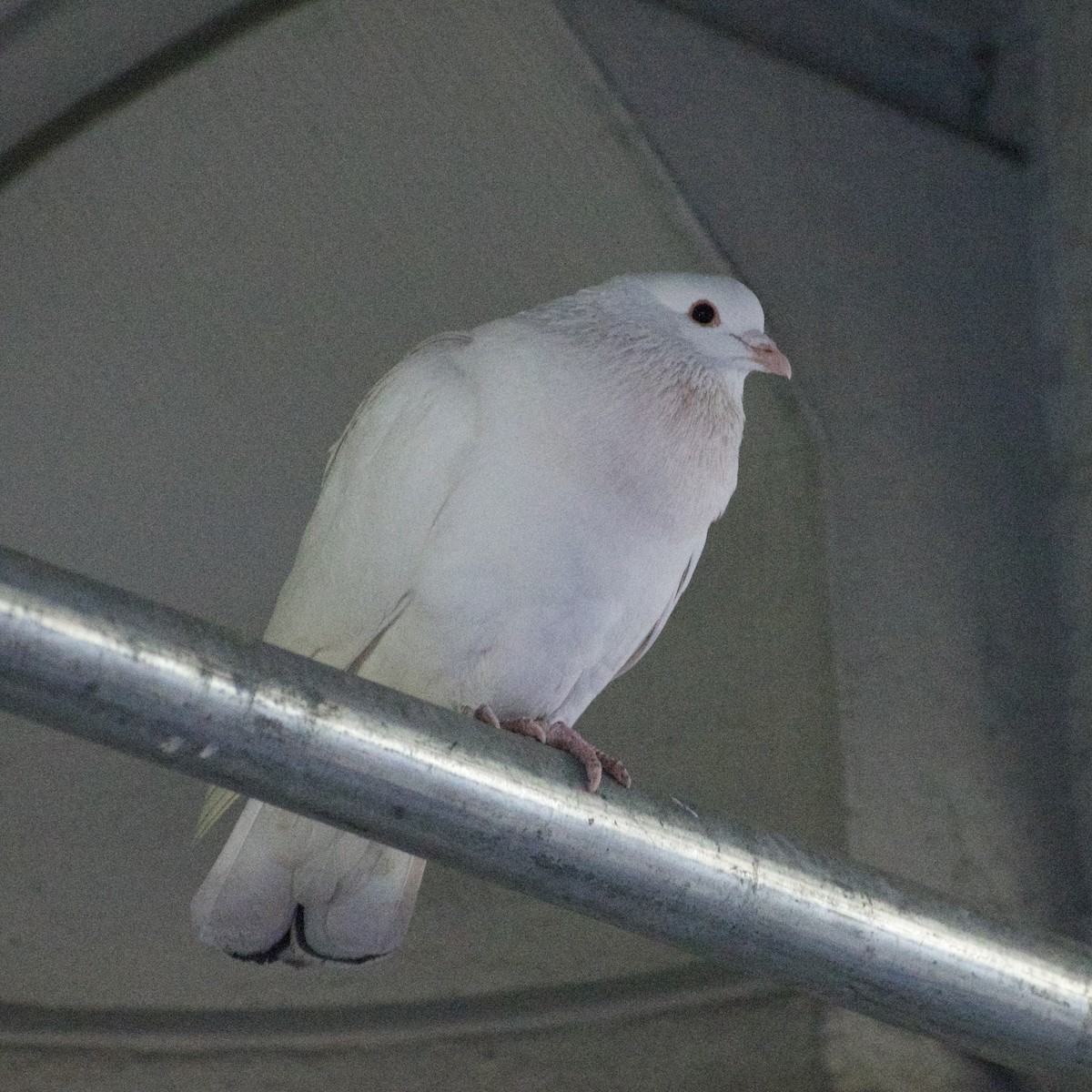 Rock Pigeon (Feral Pigeon) - ML631892779