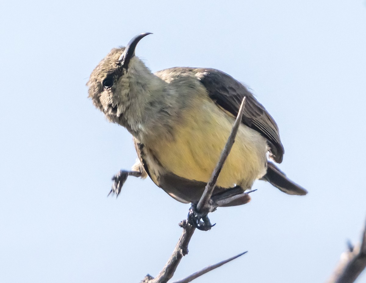 Variable Sunbird (Yellow-bellied) - ML631892858