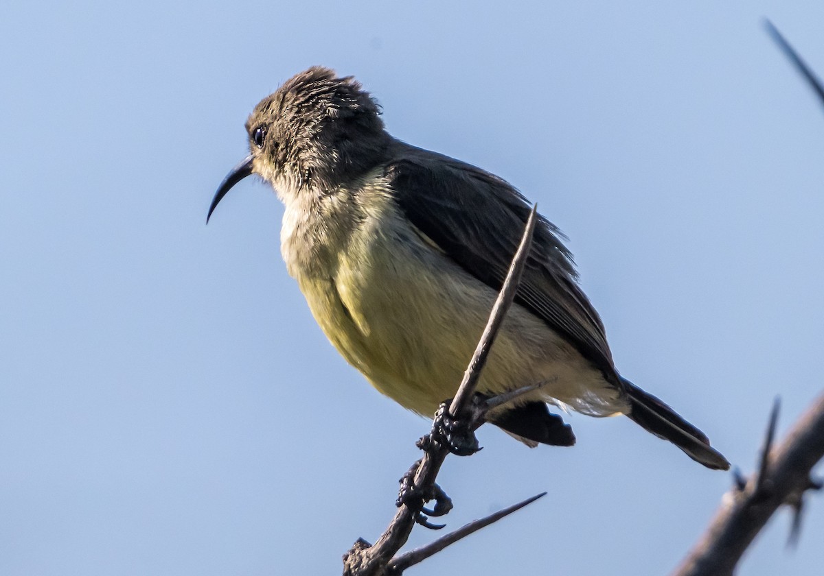 Variable Sunbird (Yellow-bellied) - ML631892859