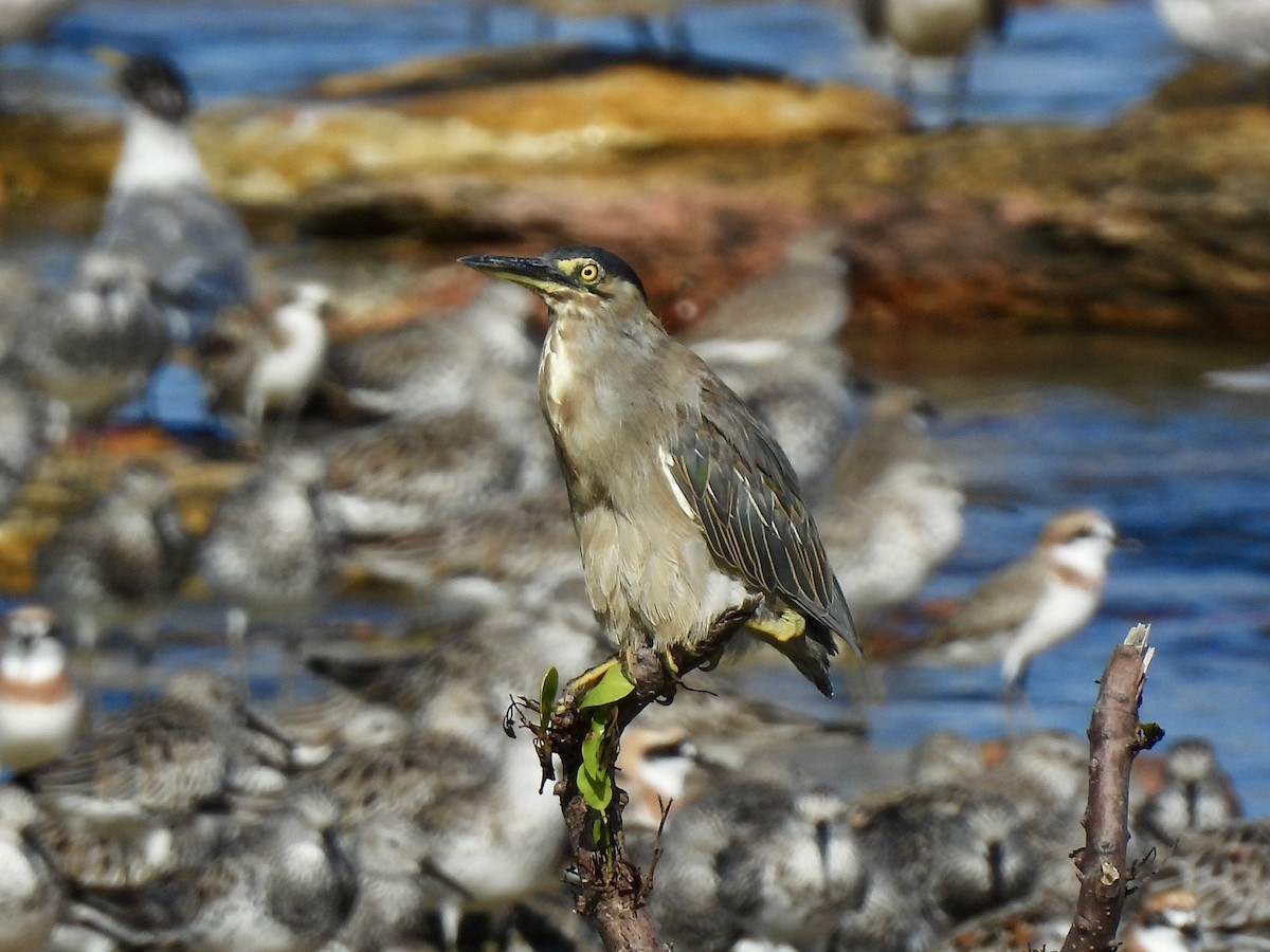 Striated Heron - ML631892933
