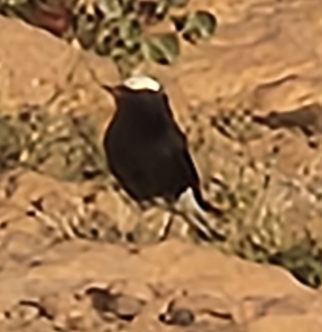 bělořit pustinný - ML631893052