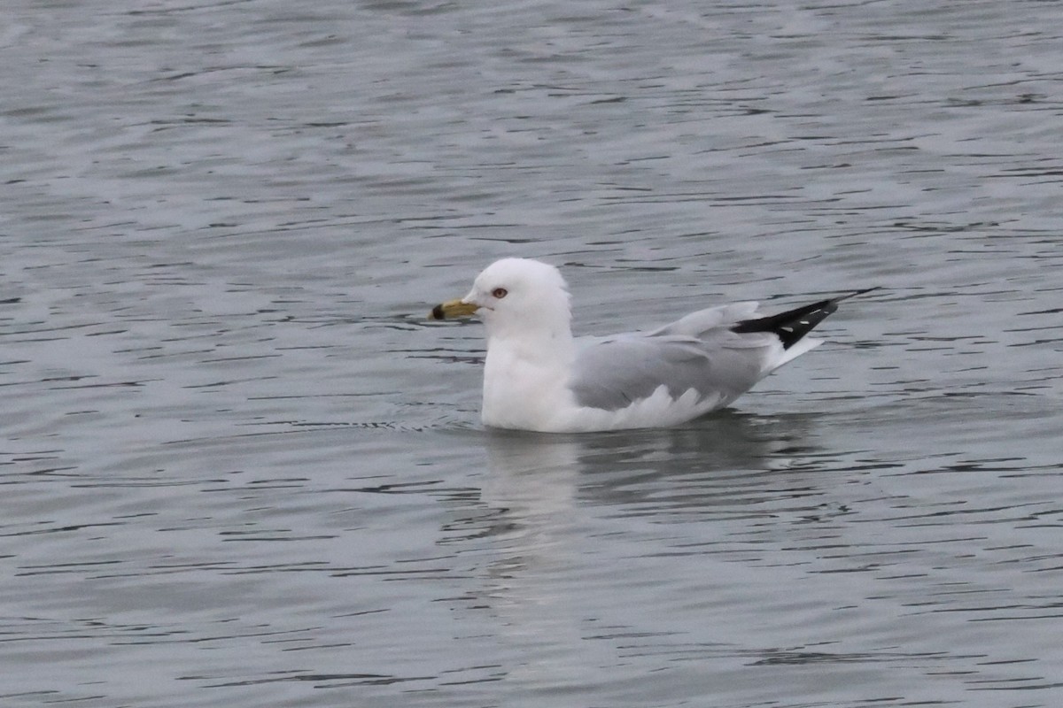 クロワカモメ - ML631893061