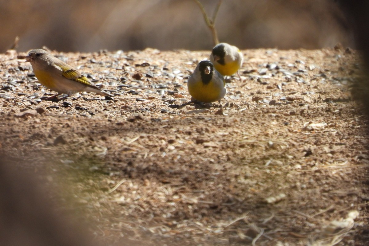 Lawrence's Goldfinch - ML631893154