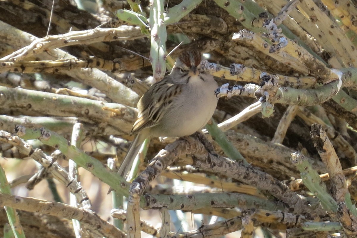Rufous-winged Sparrow - ML631893169