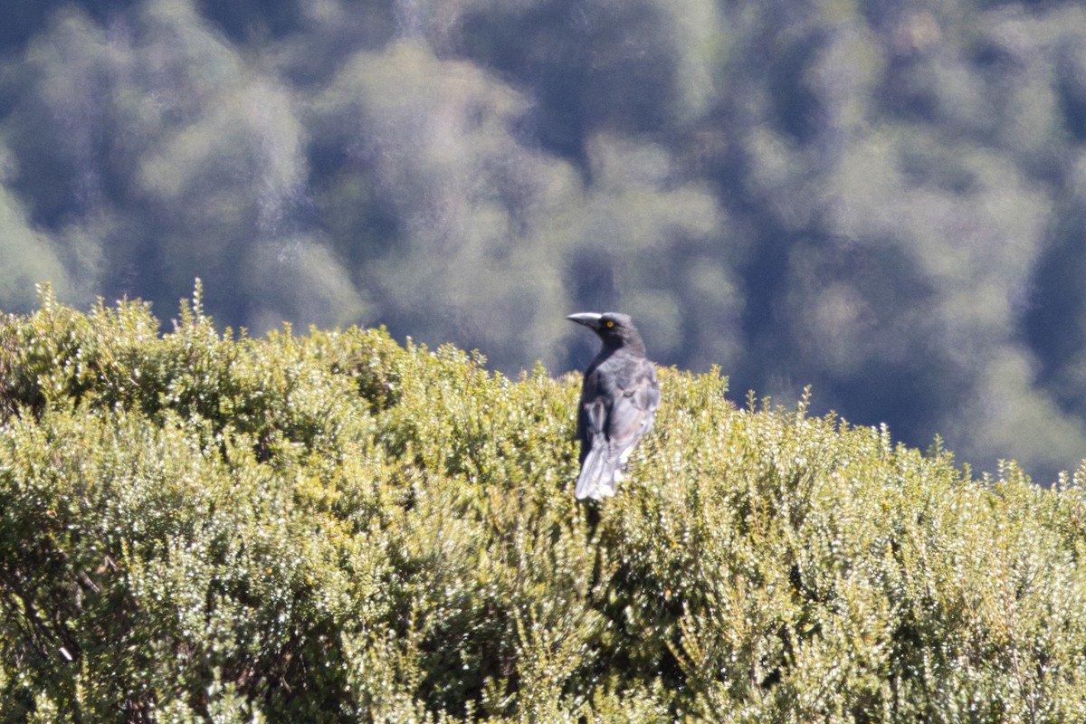 tasmankurrawong - ML631893175