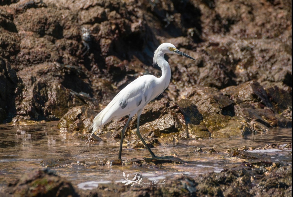 Little Blue Heron x Snowy Egret (hybrid) - ML631893400