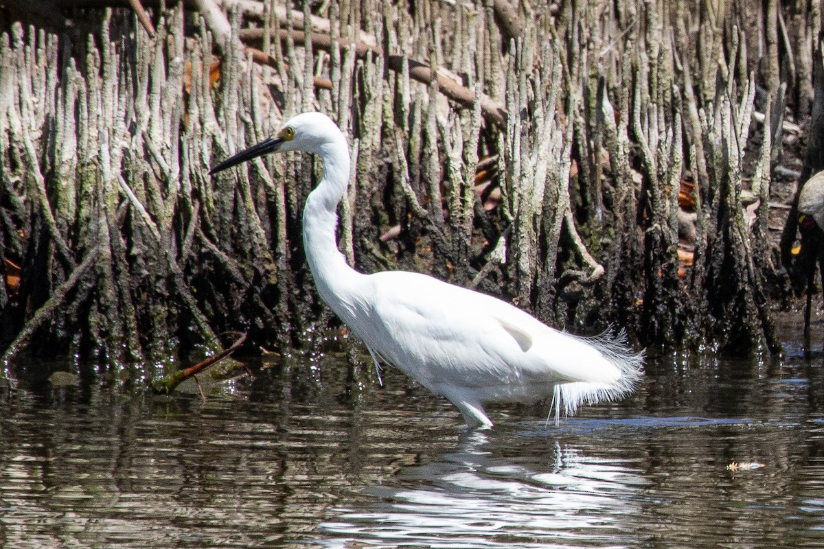 Little Egret (Australasian) - ML631893590