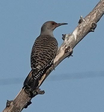 Northern Flicker - ML631893683
