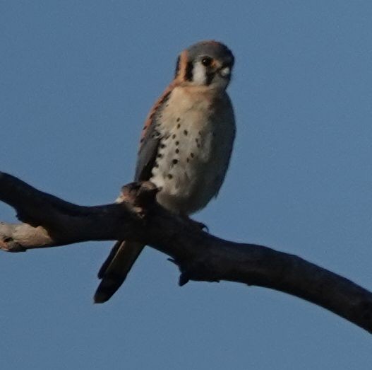 American Kestrel - ML631893706