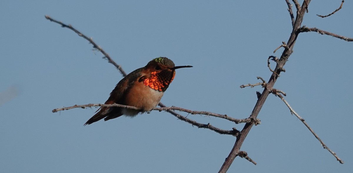 Allen's Hummingbird - ML631893717