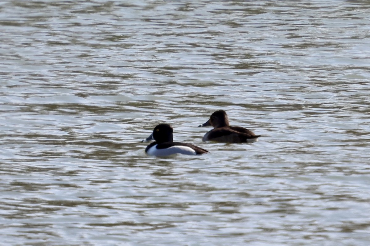 Ring-necked Duck - ML631893835
