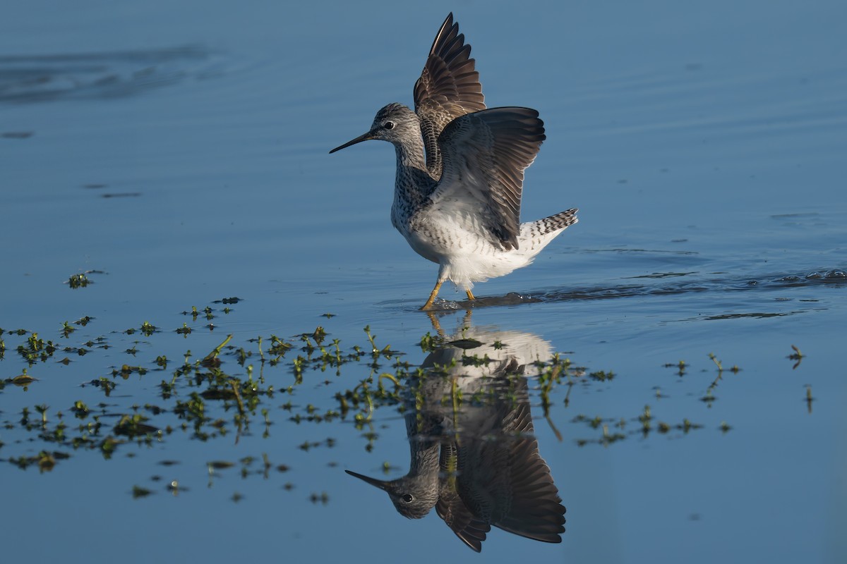 Lesser/Greater Yellowlegs - ML631893982