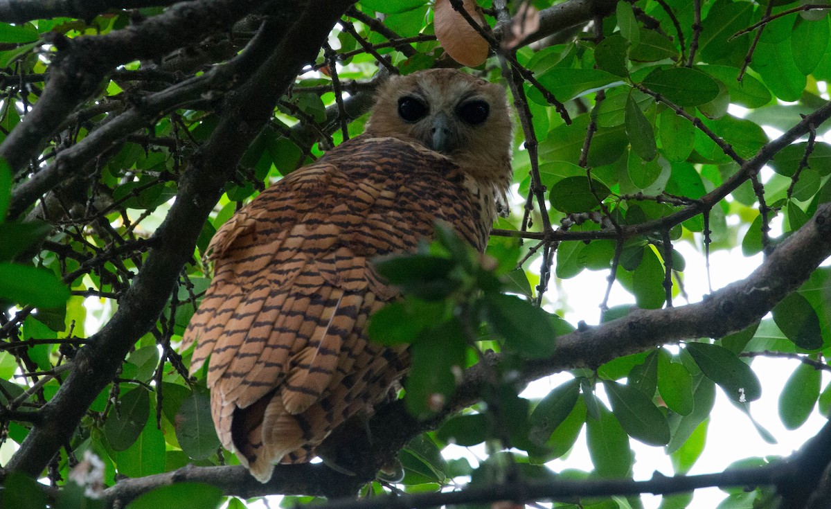Pel's Fishing-Owl - ML631894114