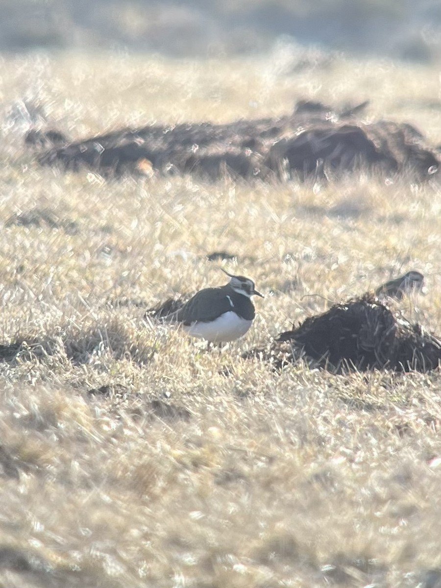 Northern Lapwing - ML631894115