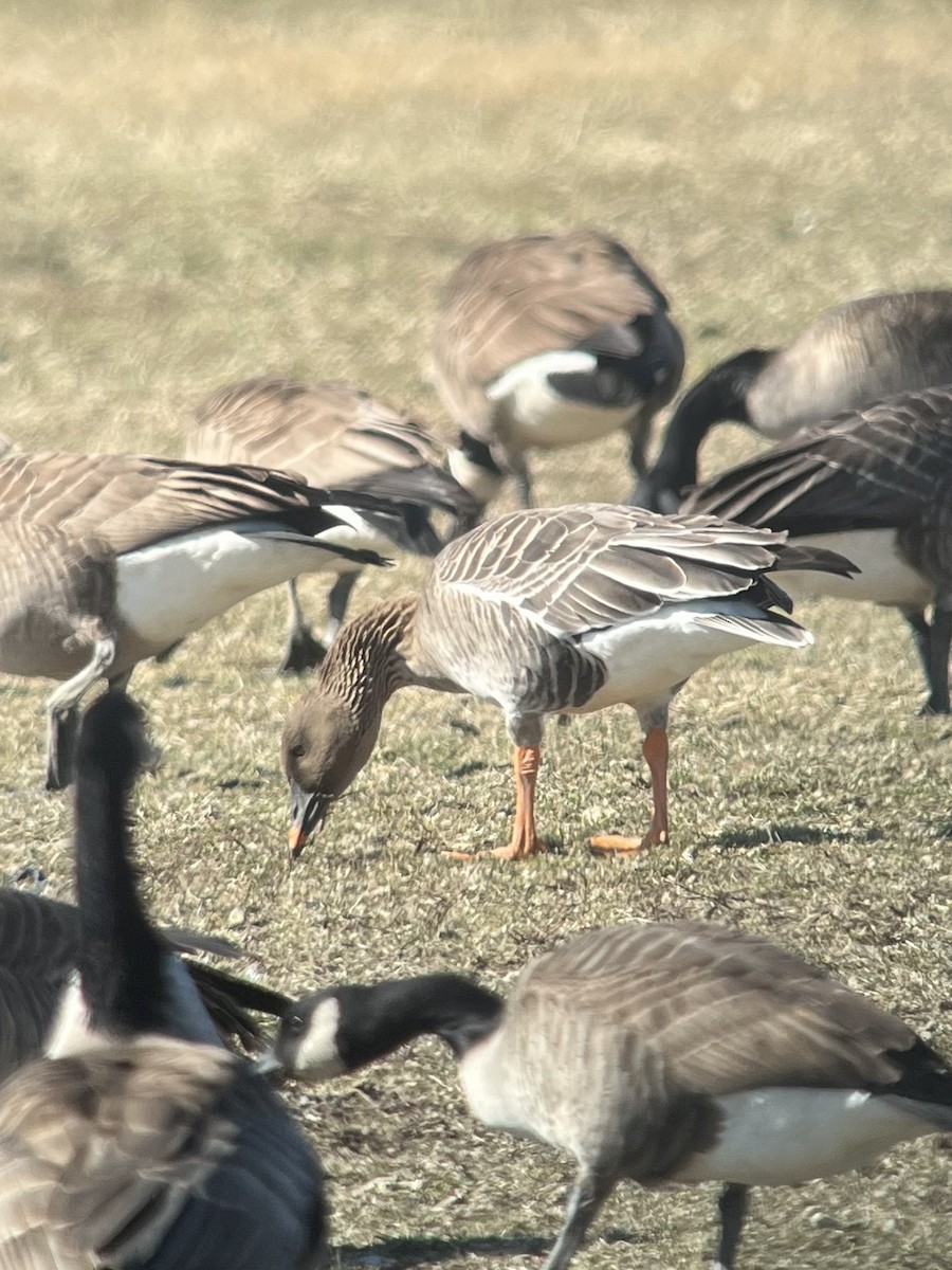 Tundra Bean-Goose - ML631894142