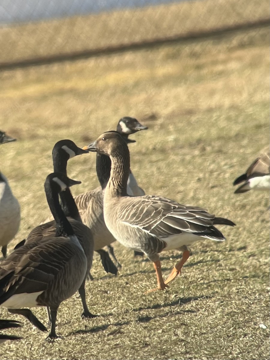 Tundra Bean-Goose - ML631894143