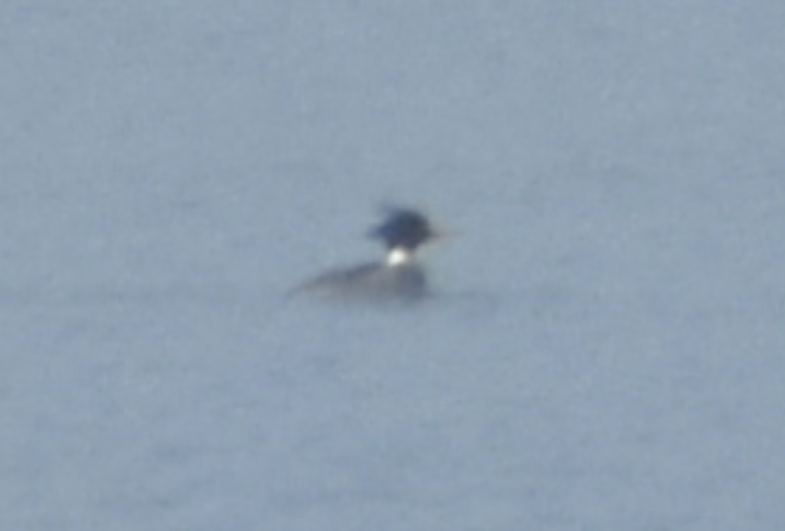 Red-breasted Merganser - ML631894221