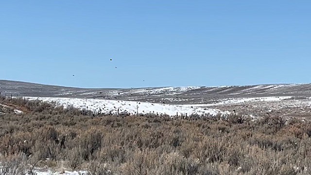 Red-winged Blackbird - ML631894329