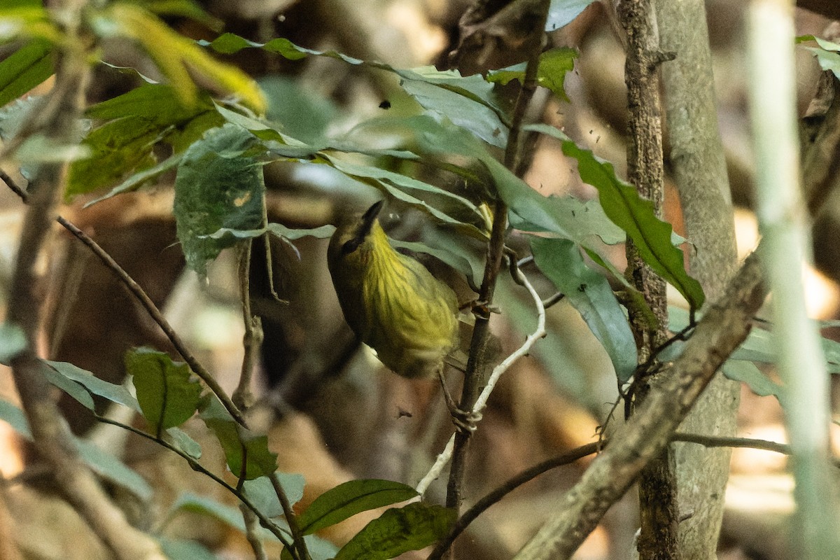 Pin-striped Tit-Babbler - ML631894380