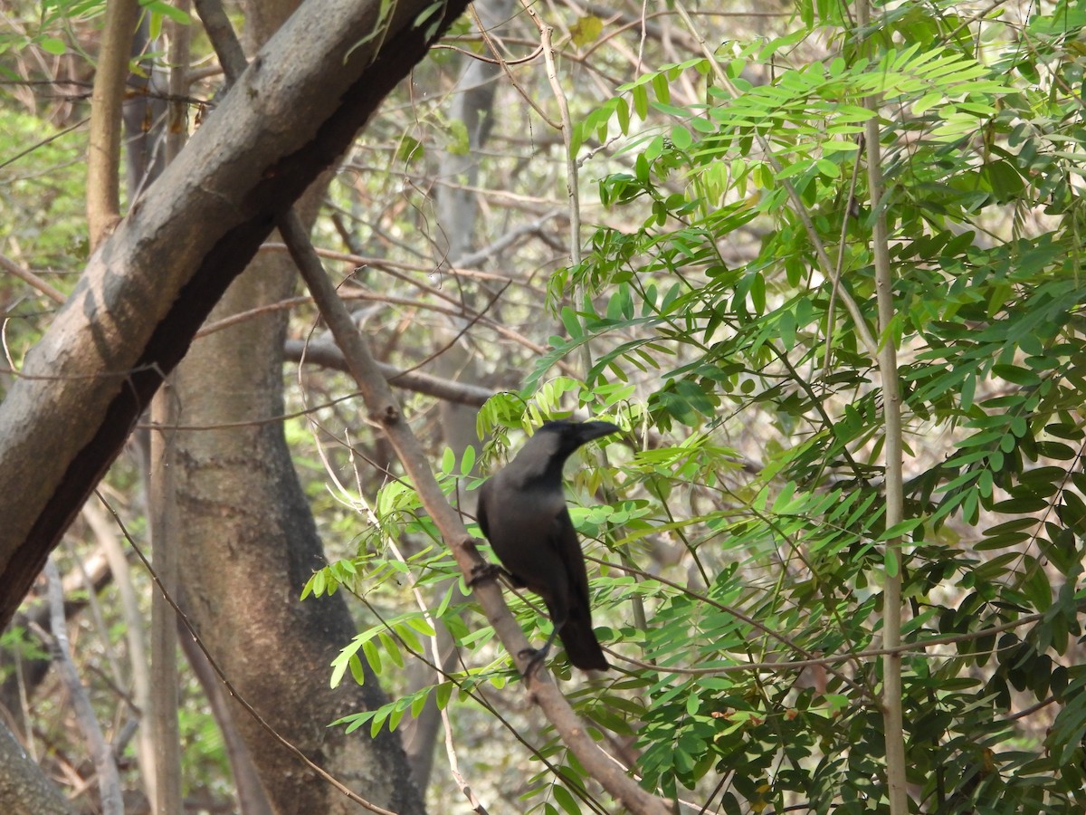 House Crow - ML631894519