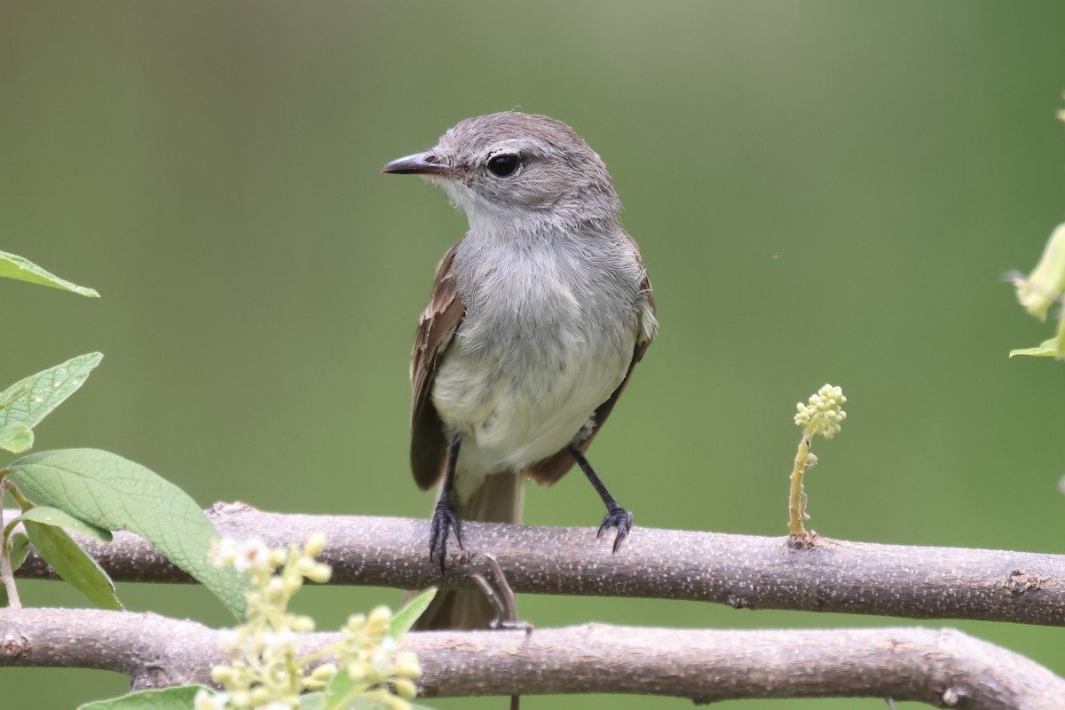 Marañon Tyrannulet - ML631894525