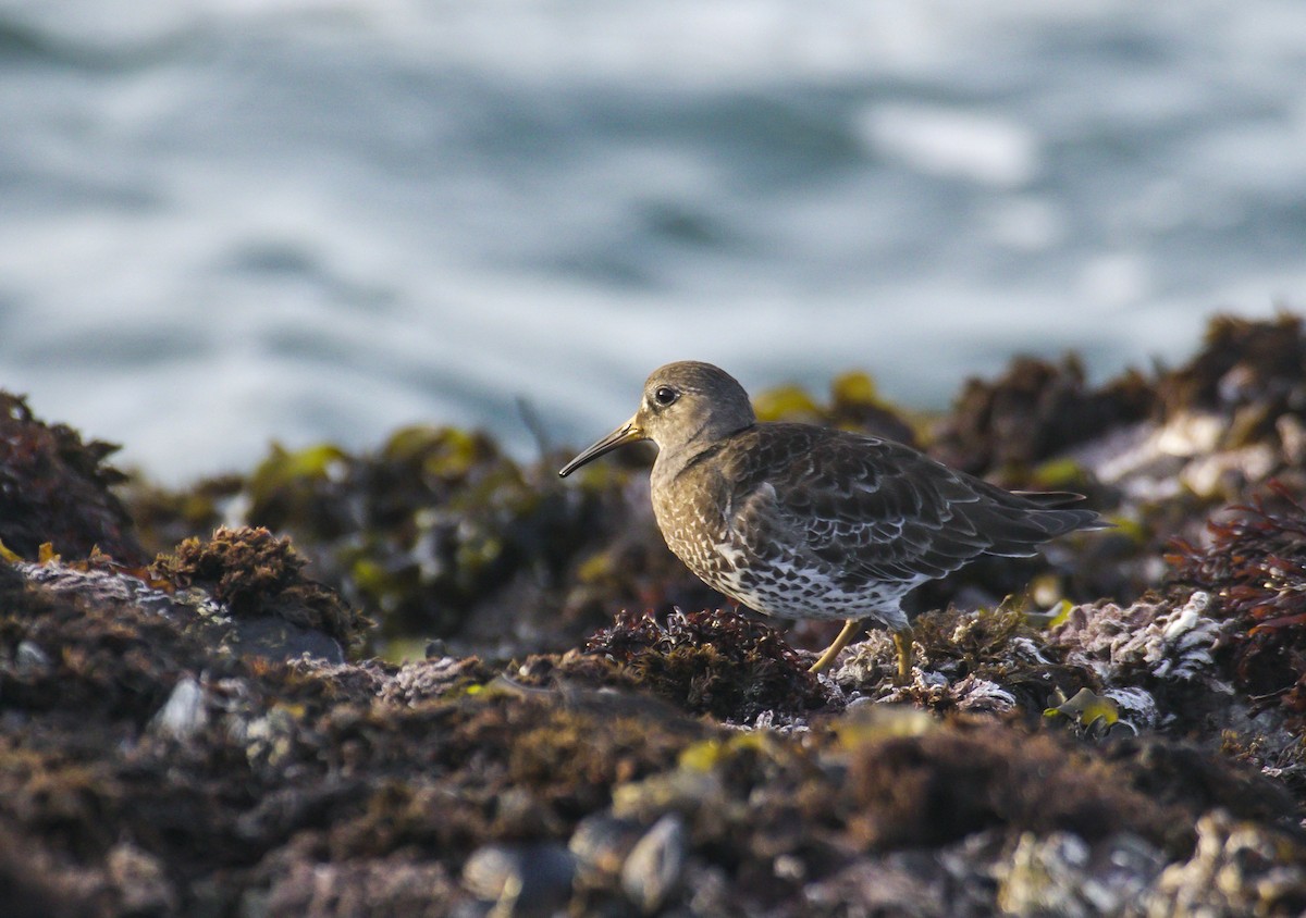 Rock Sandpiper - ML631894555