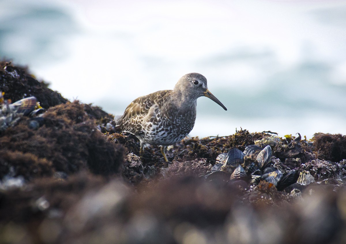 Rock Sandpiper - ML631894621