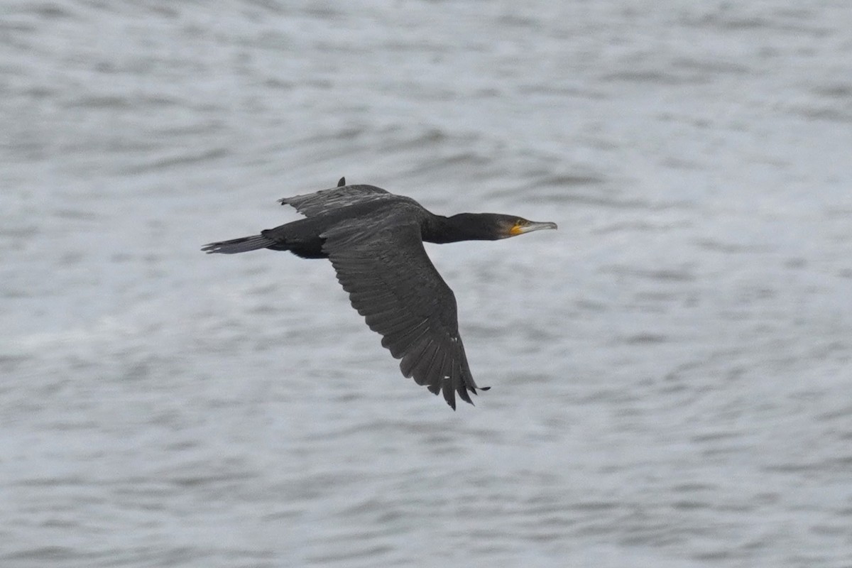 Grand Cormoran - ML631894645