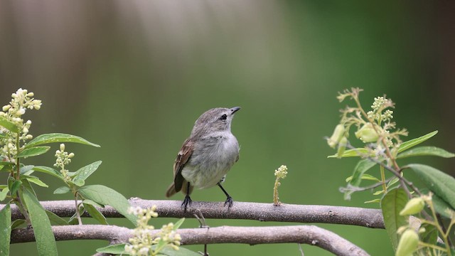 Marañon Tyrannulet - ML631894703