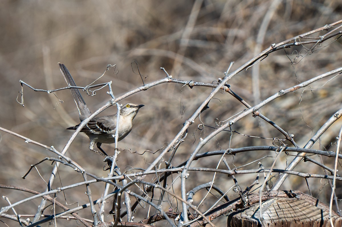 Northern Mockingbird - ML631894728