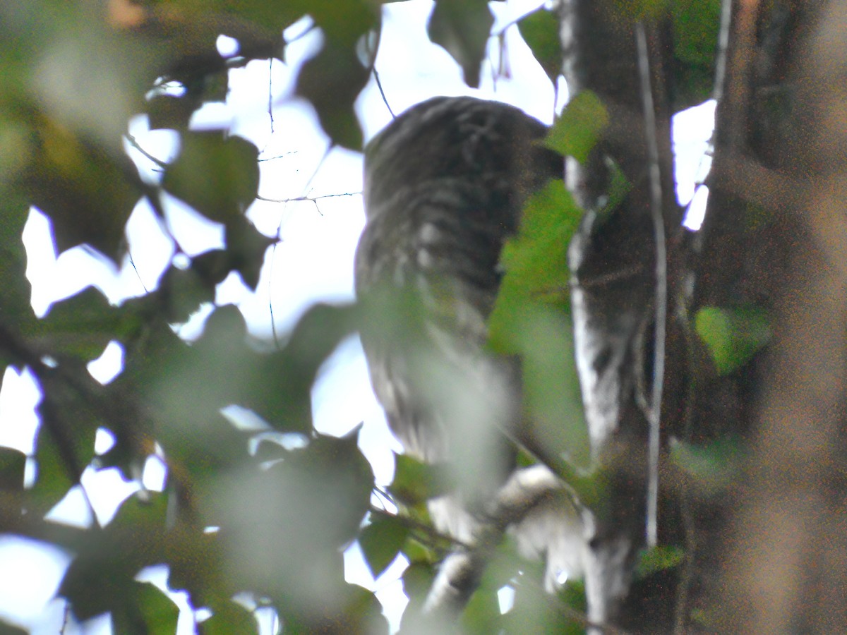 Barred Owl - ML631894787