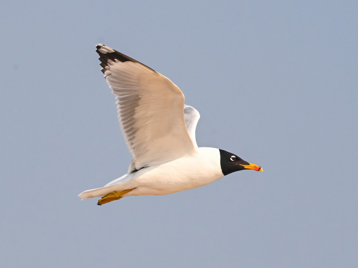 Итэлгэн цахлай - ML631894826