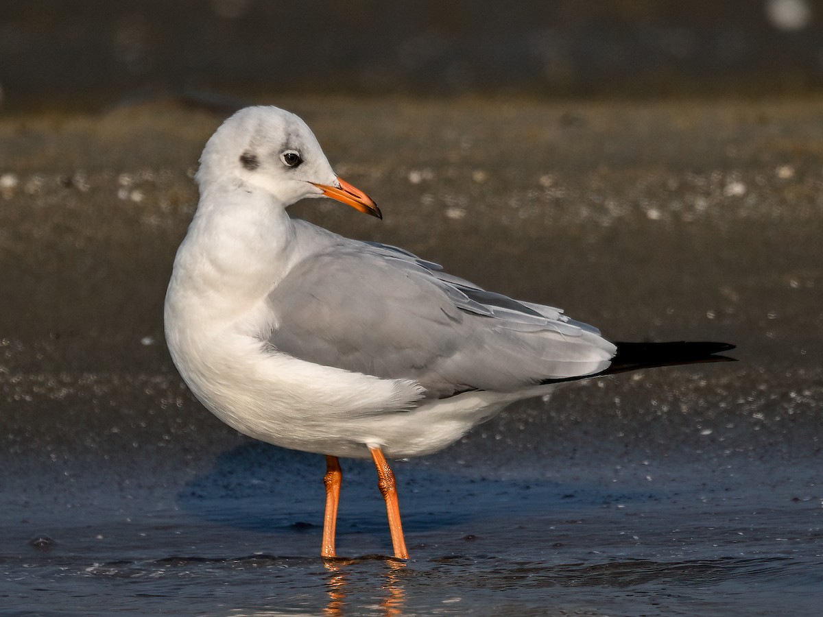 Хүрэн толгойт цахлай - ML631894833