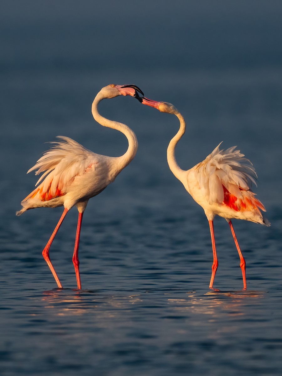 Ягаан нал - ML631894865