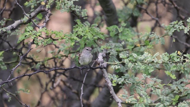 Marañon Tyrannulet - ML631894890