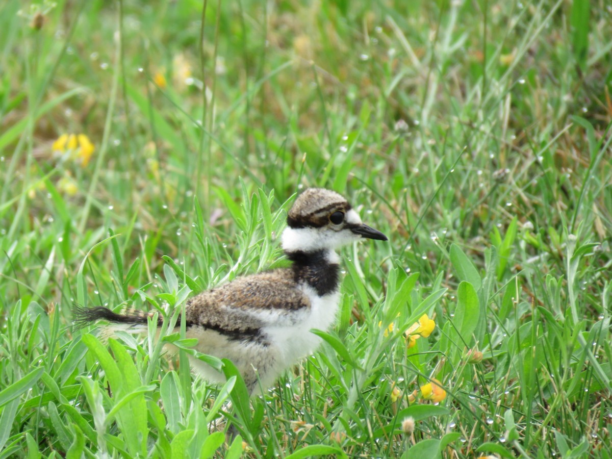 Killdeer - Alec Humann