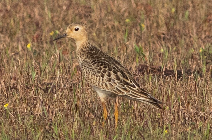 Buff-breasted Sandpiper - ML631895124