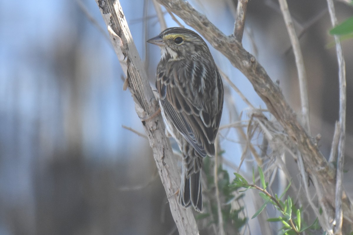 Savannah Sparrow - ML631895129